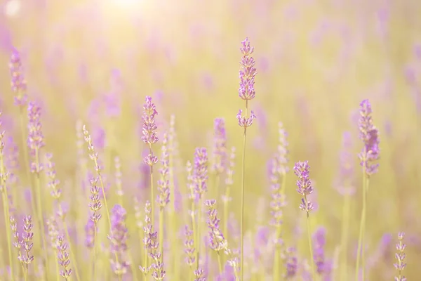 Campo de lavanda em Provença, Hokkaido — Fotografia de Stock