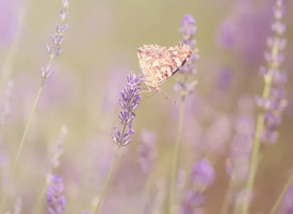 张蝴蝶和薰衣草的花的照片 — 图库照片