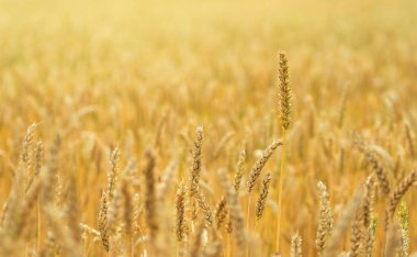 Buğday alan. Portre fotoğraf