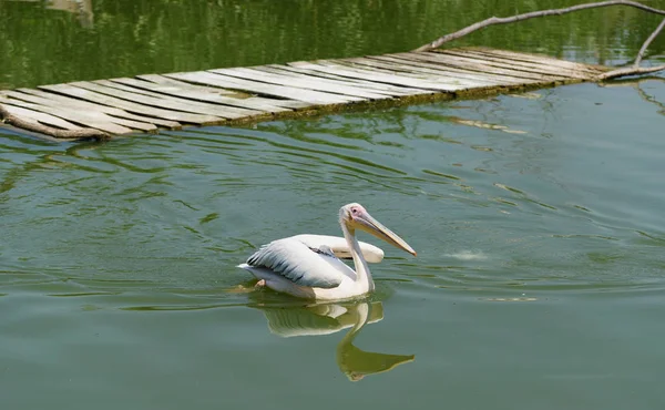 Gran pelícano blanco — Foto de Stock