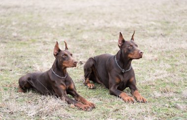 Doberman pinscher kamera için poz veriyor.