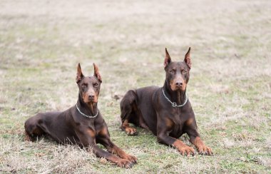Doberman pinscher kamera için poz veriyor.