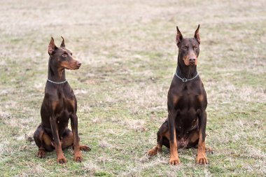 Doberman pinscher kamera için poz veriyor.