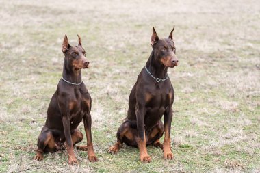 Doberman pinscher kamera için poz veriyor.