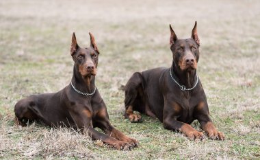 Doberman pinscher kamera için poz veriyor.