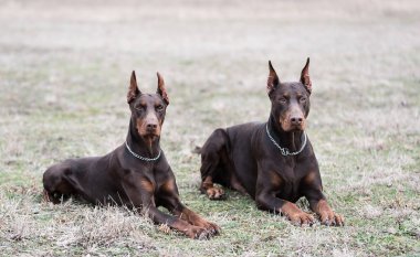 Doberman pinscher kamera için poz veriyor.