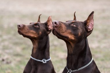 Doberman pinscher kamera için poz veriyor.