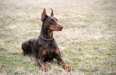 Doberman pinscher kamera için poz veriyor.