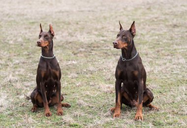 Doberman pinscher kamera için poz veriyor.