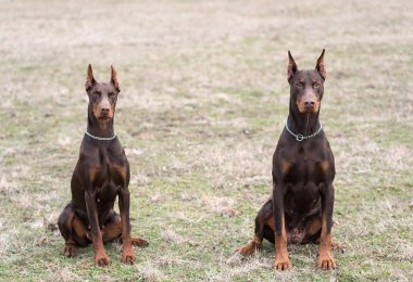 Doberman pinscher kamera için poz veriyor.