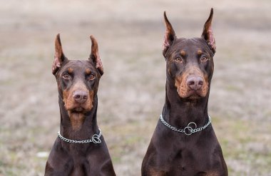 Doberman pinscher kamera için poz veriyor.