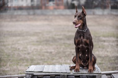 Doberman pinscher kamera için poz veriyor.