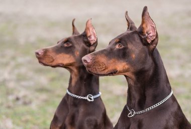 Doberman pinscher kamera için poz veriyor.