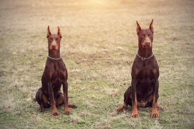Doberman pinscher kamera için poz veriyor.