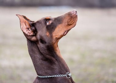 Doberman pinscher kamera için poz veriyor.
