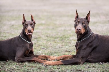 Doberman pinscher kamera için poz veriyor.
