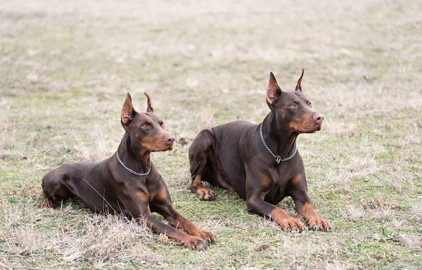Doberman pinscher kamera için poz veriyor.