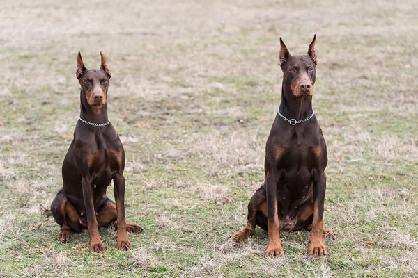 Doberman pinscher kamera için poz veriyor.