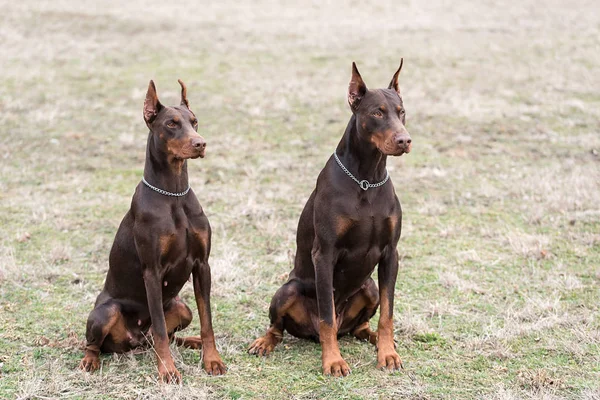 Doberman pinscher kamera için poz veriyor.