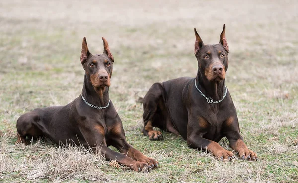 Doberman pinscher posa para a câmera — Fotografia de Stock