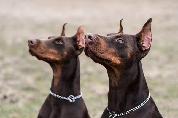 Doberman Pinscher posa para la cámara — Foto de Stock