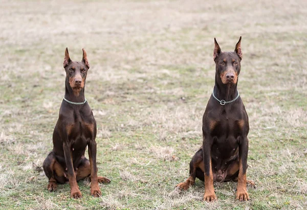 Doberman pinscher kamera için poz veriyor.
