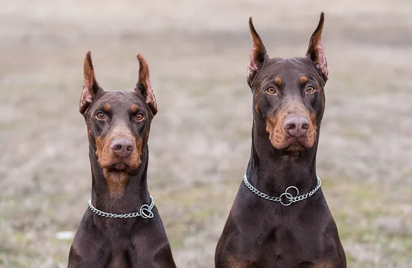 Doberman pinscher posa para a câmera — Fotografia de Stock