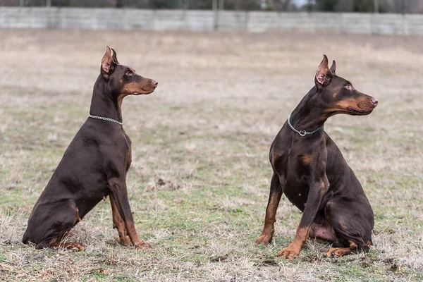 Doberman pinscher poses for the camera — Stock Photo, Image