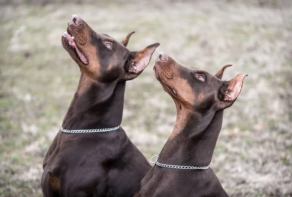 Doberman pinscher kamera için poz veriyor.