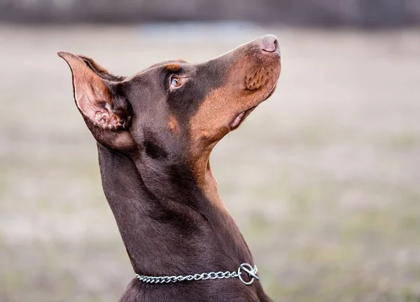 Dobermany pinscher pozuje do kamery — Zdjęcie stockowe