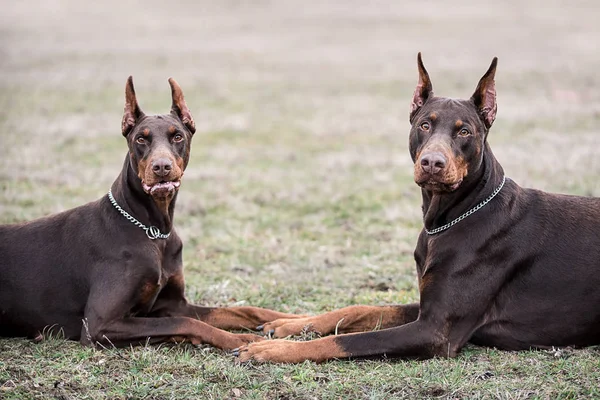 Doberman pinscher kamera için poz veriyor.
