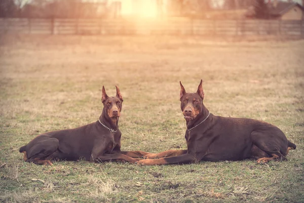 Dobermann pinscher poseert voor de camera — Stockfoto