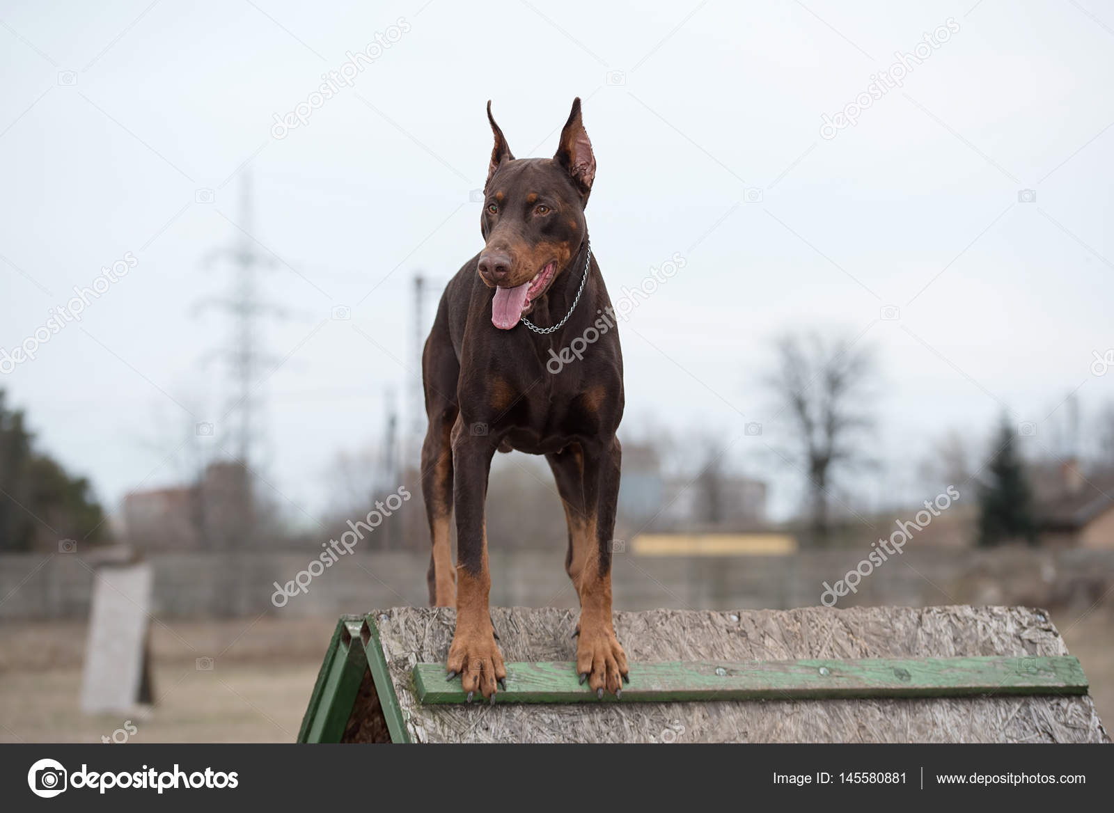 Are Doberman Pinschers Outside Dogs
