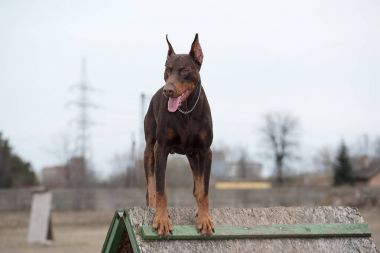 Doberman Pinscher eğitim