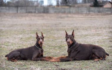 Doberman pinscher kamera için poz veriyor.