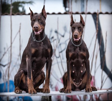 Doberman pinscher kamera için poz veriyor.