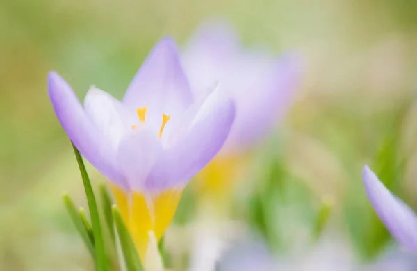 Macro photo of beautiful crocus flower — Stock Photo, Image