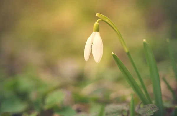 Closeup photo of snowdrop flower — Stock Photo, Image