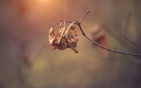 Trockenes Blatt am Baum — Stockfoto