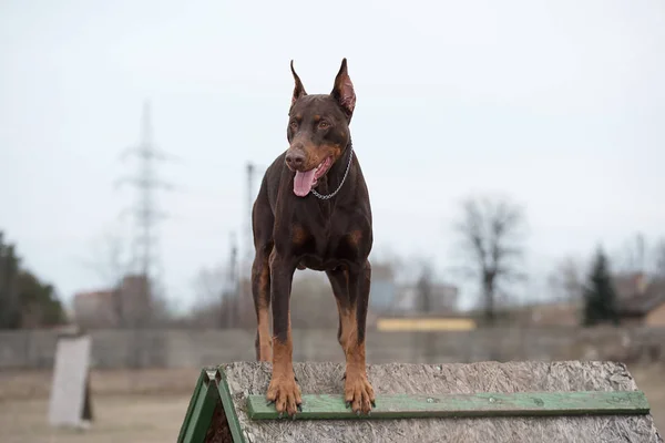 Doberman pinscher in training — Stock Photo, Image