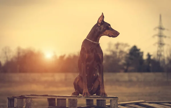 Doberman pinscher kamera için poz veriyor.
