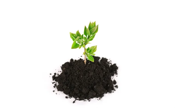 Plant tree growing seedling in soil isolated on white background — Stock Photo, Image