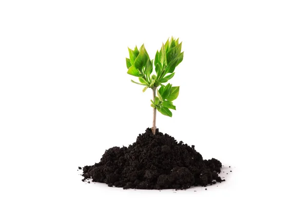 Plant tree growing seedling in soil isolated on white background — Stock Photo, Image