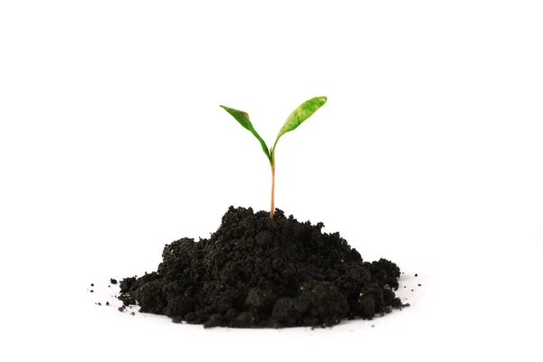 Plant tree growing seedling in soil isolated on white background — Stock Photo, Image