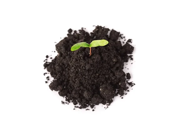 Plant tree growing seedling in soil isolated on white background — Stock Photo, Image