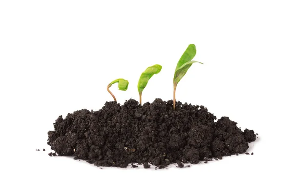 Plant tree growing seedling in soil isolated on white background — Stock Photo, Image