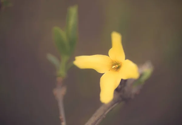 Närbild foto av gullregn våren forsythia blomma — Stockfoto