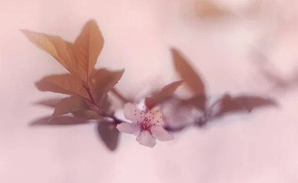 Verse lente bloemen bloeien op boom — Stockfoto