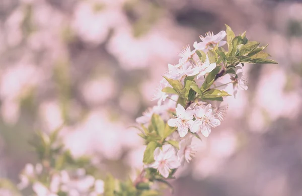 Fresh spring flower blossom on tree — Stock Photo, Image