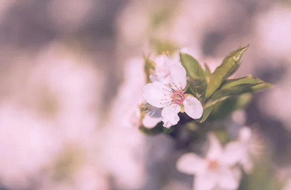 ツリーの新鮮な春の花の花 — ストック写真